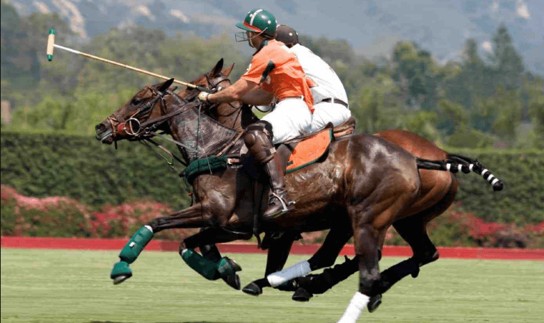 The Science Behind Horse Muscles and Movement