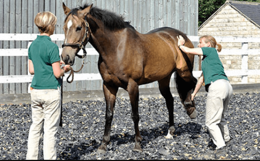 The Role of Physiotherapy in Horse Performance