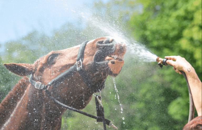 The Role of Hydration in Racehorse Health